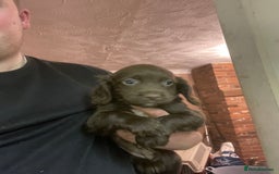 Sprocker dogs for sale: Working chocolate Sprocker puppies  - Image 6