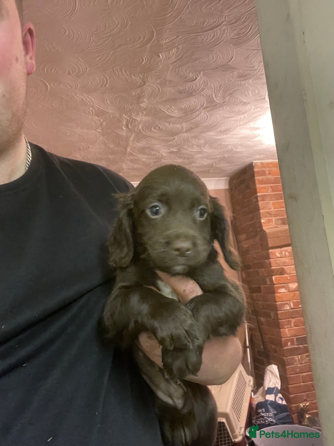 Sprocker dogs for sale: Working chocolate Sprocker puppies  - Image 6