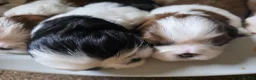 Shih Tzu dogs for sale:  Stunning KC registered Standard Shih Tzu Puppies  - Advert 3