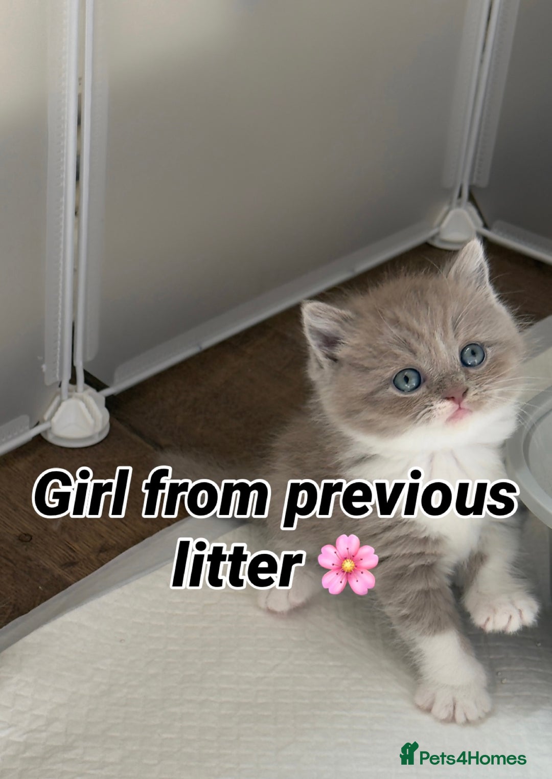 British Shorthair cats for sale:  British short hair Kittens – Waiting List Open ✨ - Advert 2