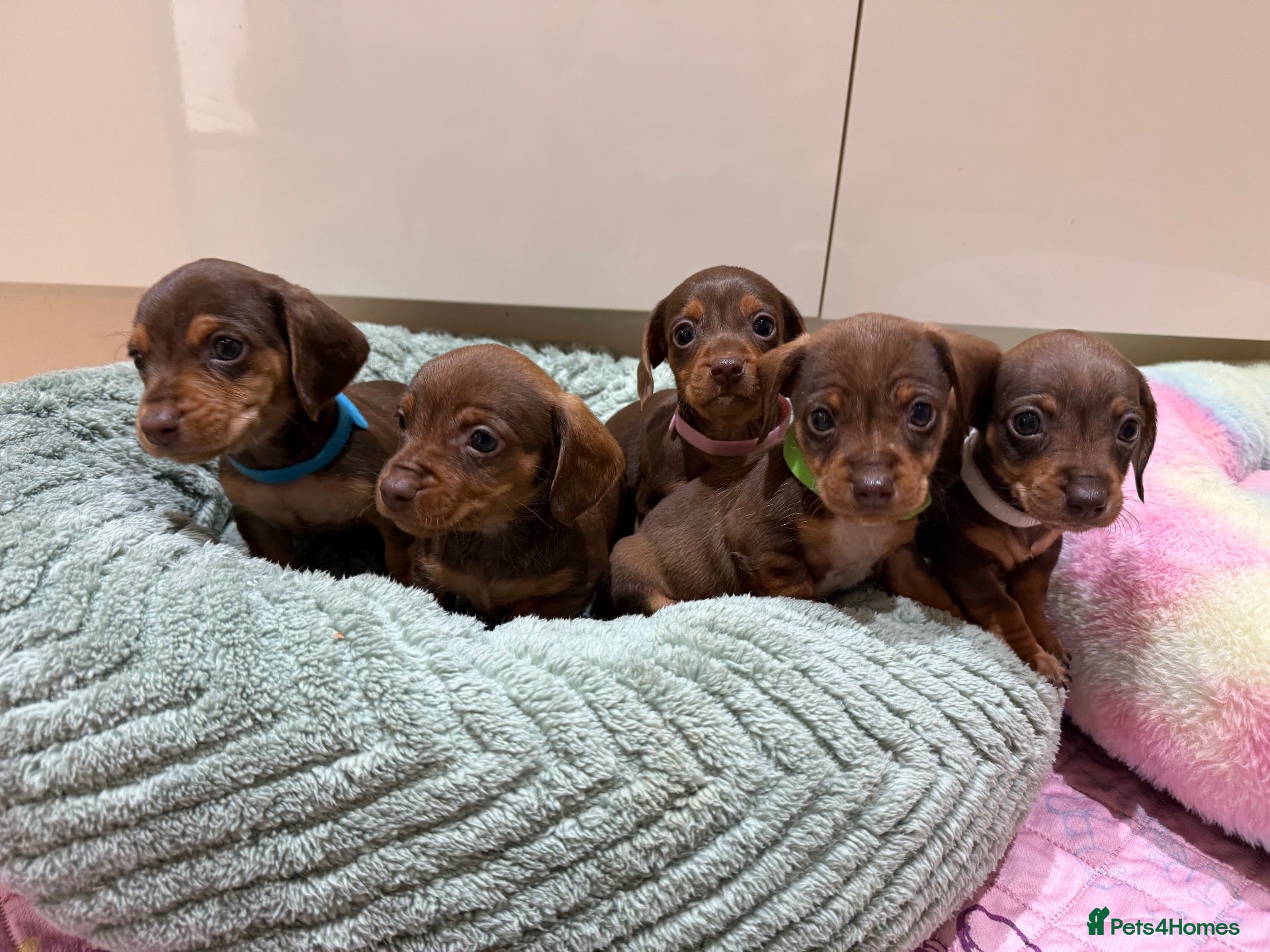 Miniature Dachshund dogs for sale: Chocolate & Tan Miniature Dachshund Pups  - Advert 1