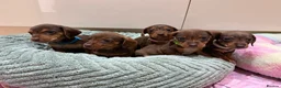 Miniature Dachshund dogs for sale: Chocolate & Tan Miniature Dachshund Pups  - Advert 1