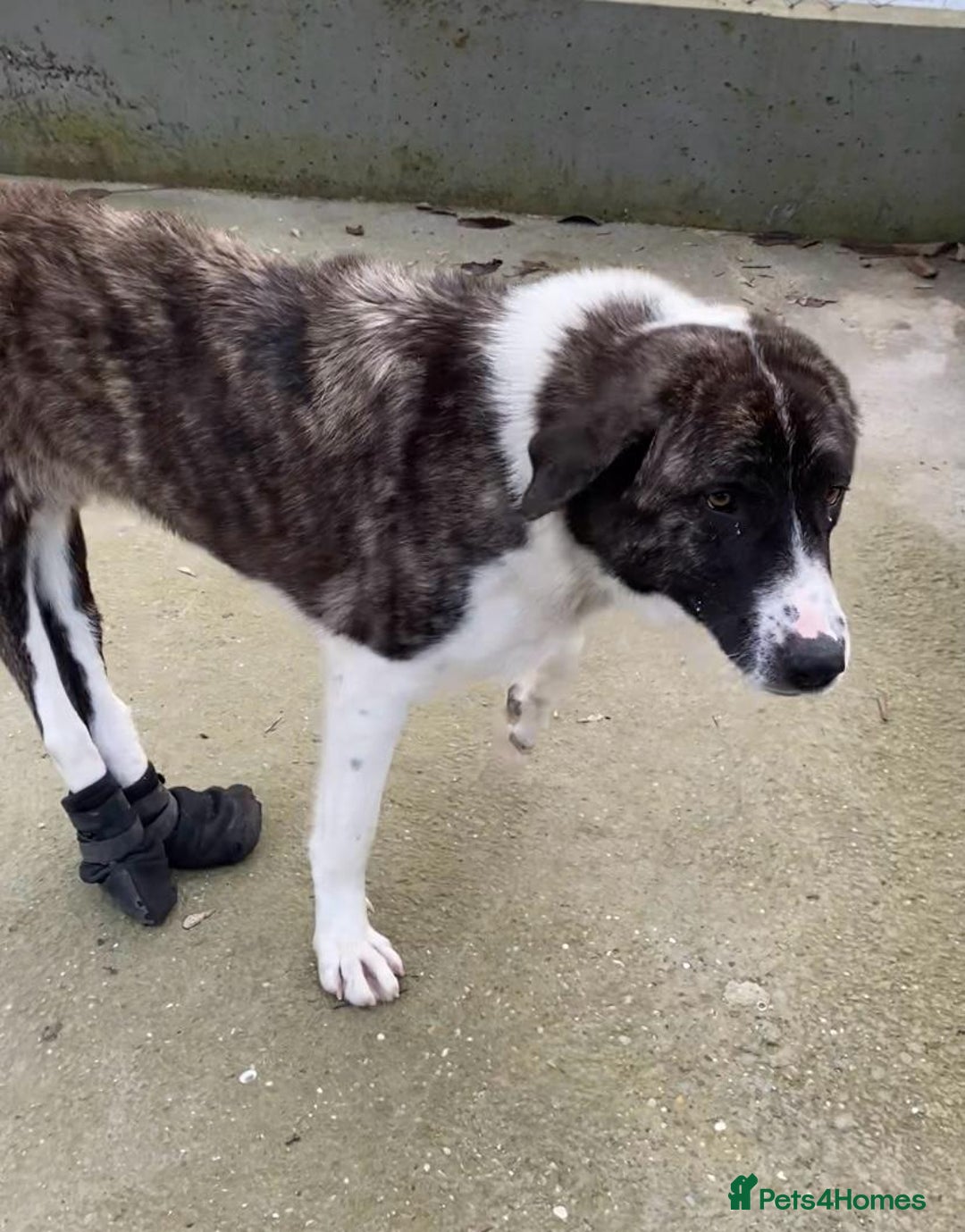 Mixed Breed dogs for adoption: Betty Boop, 3-4 yrs. Available for adoption. - Advert 5