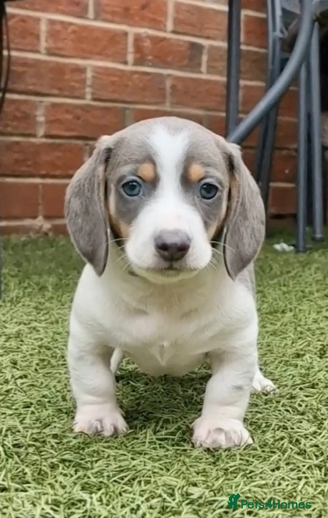 Miniature Dachshund dogs for stud: BLUE DAPPLE PIEBALD STUD CARRYING LONG HAIR CHOCO in Liverpool - Advert 17