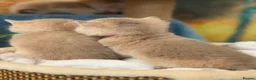 British Shorthair cats for sale: British sh Blue Golden kittens GCCF  - Advert 17