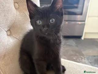 Mixed Breed cats for sale: Ragdoll x Russian Blue Kittens - Advert 2