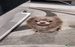 Chihuahua dogs for sale: Lilac Long Hair Chihuahua  - Image 3