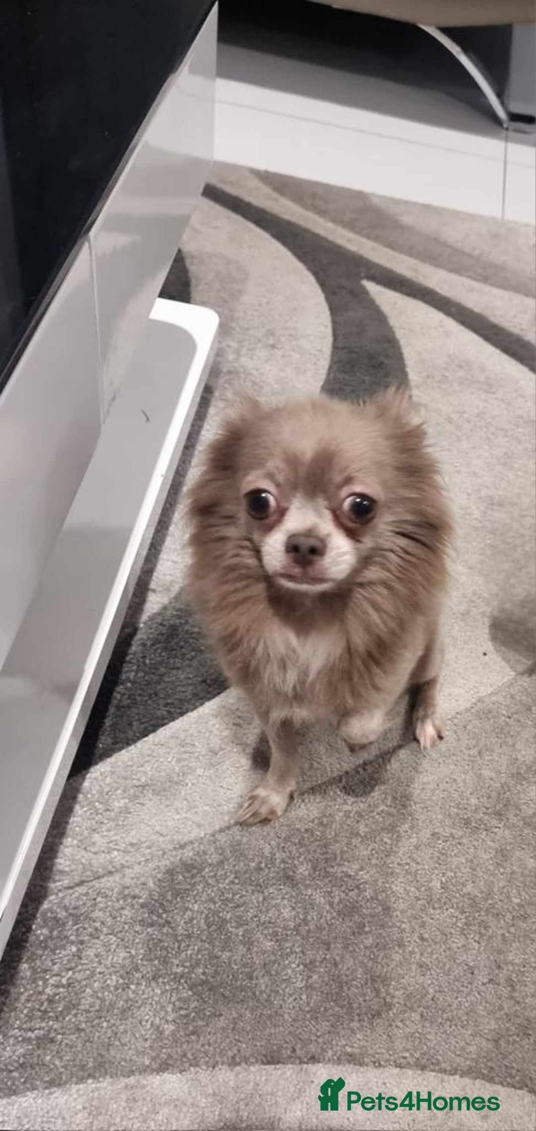 Chihuahua dogs for sale: Lilac Long Hair Chihuahua  - Image 3