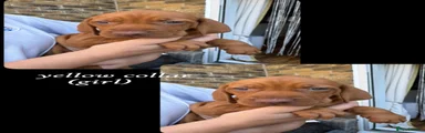 Hungarian Vizsla 7