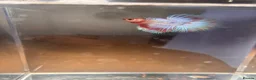 Bettas fish for sale: Betta fish - Advert 7