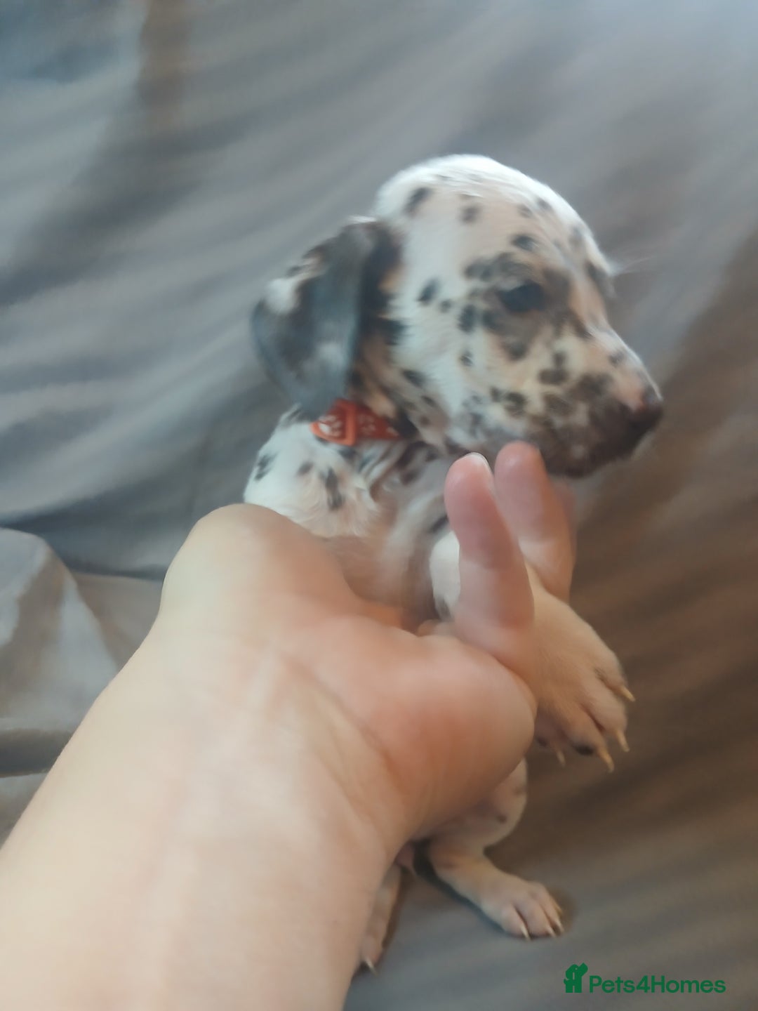 Dalmatian dogs for sale: Dalmatian Ready to home 1×girl 1× boy(£550)) - Image 14