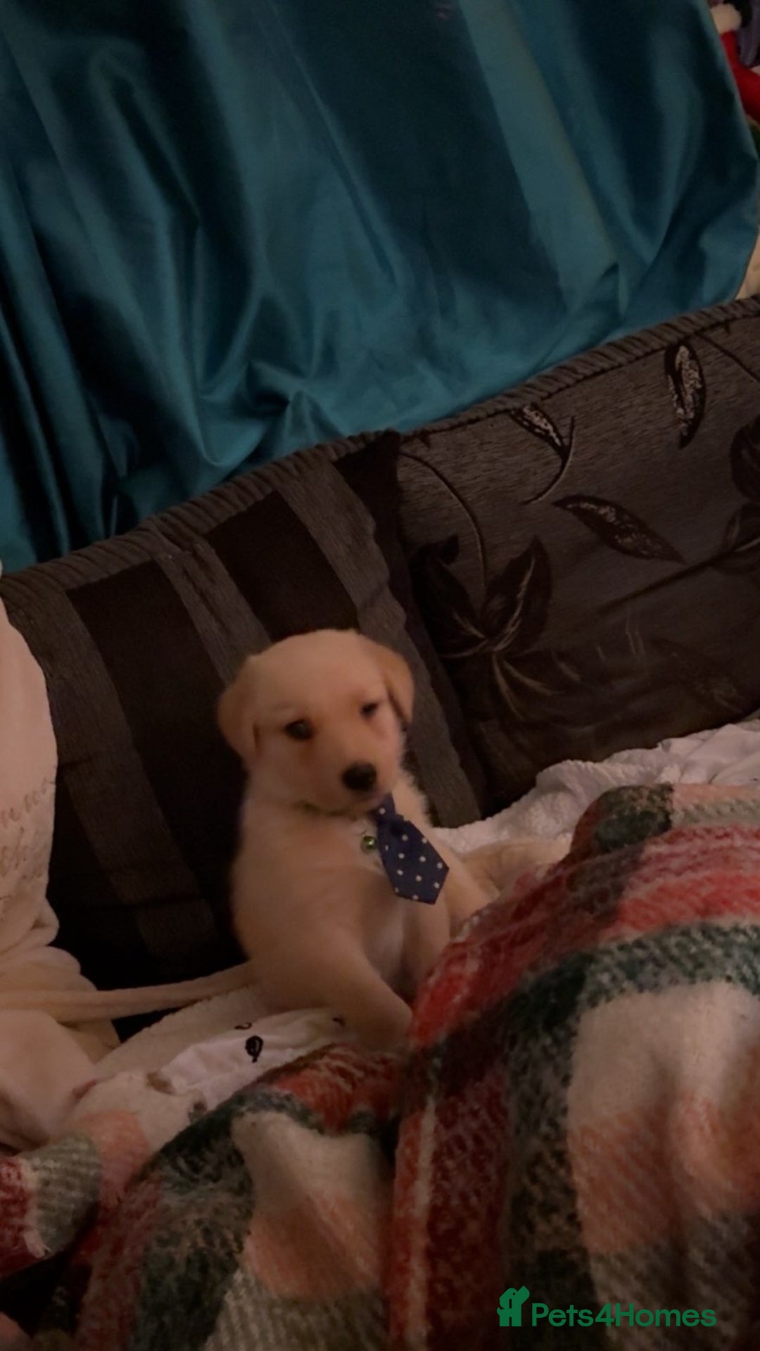 Labrador Retriever dogs for sale: White lab male - Advert 8