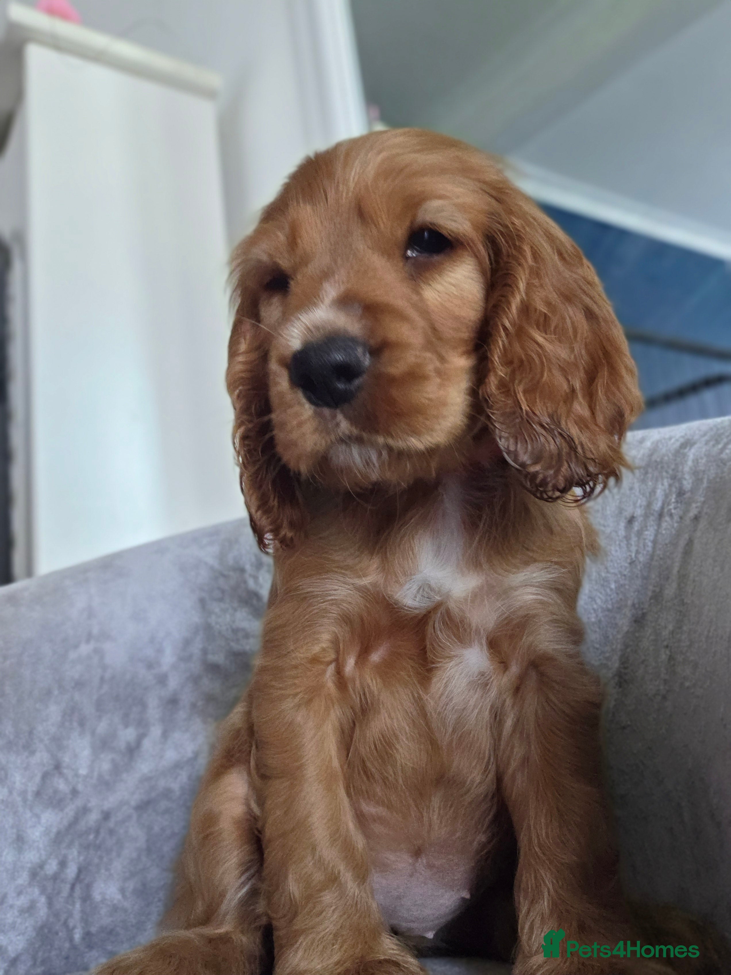 Cocker Spaniel dogs Cocker spaniel puppies - Advert 2