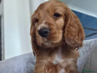 Cocker Spaniel dogs Cocker spaniel puppies - Advert 2