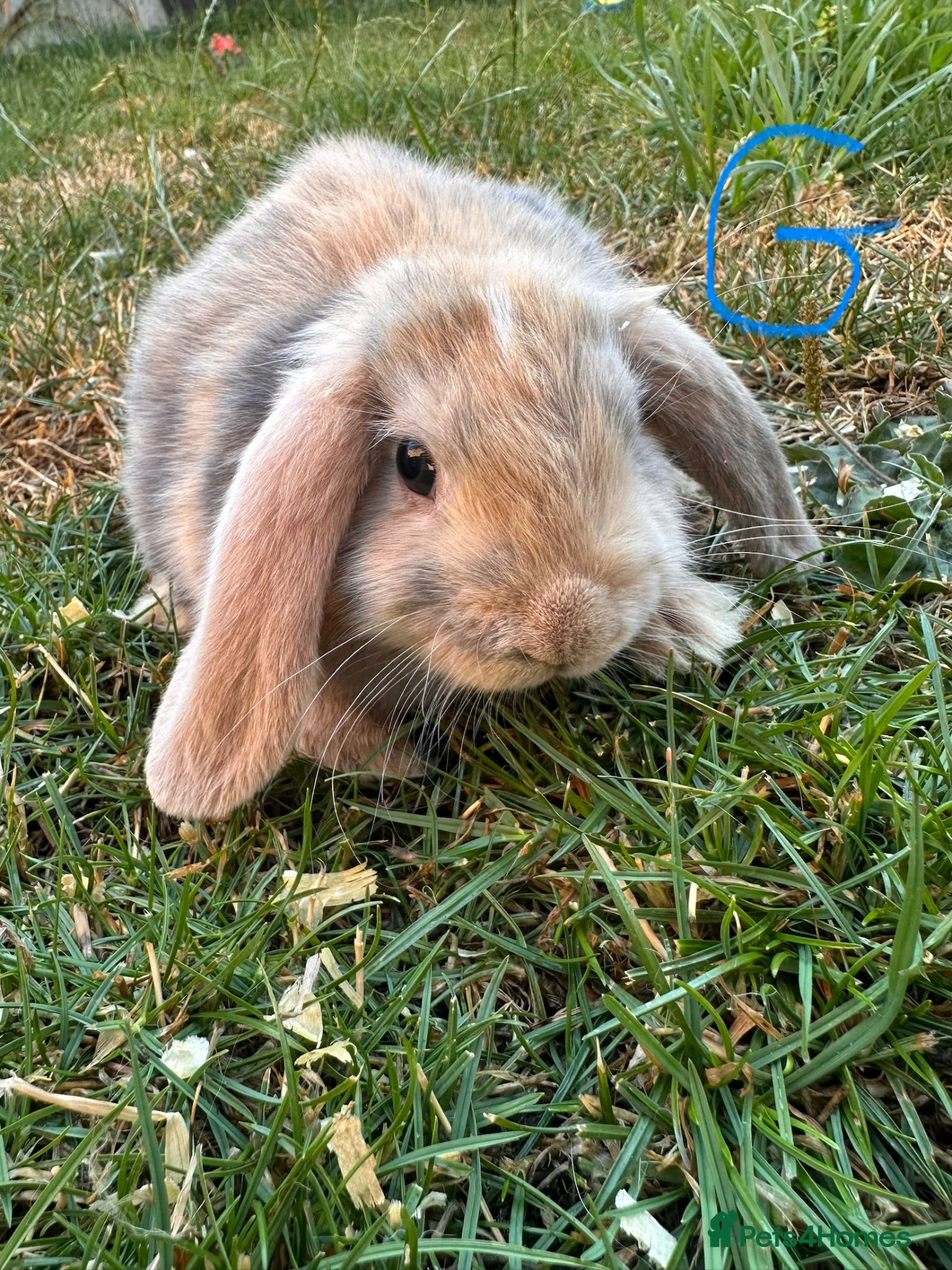 Mini Lop rabbits Mini Lop Rabbits For Sale  - Advert 2