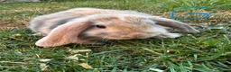 Mini Lop rabbits for sale: Mini Lop Rabbits For Sale  - Advert 2