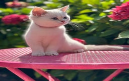 British Shorthair cats for sale: Colourpoints BSH active & non-active available - Image 20