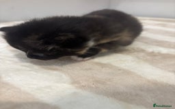 British Shorthair cats for sale: X2 female British shorthaired cross kittens - Image 6