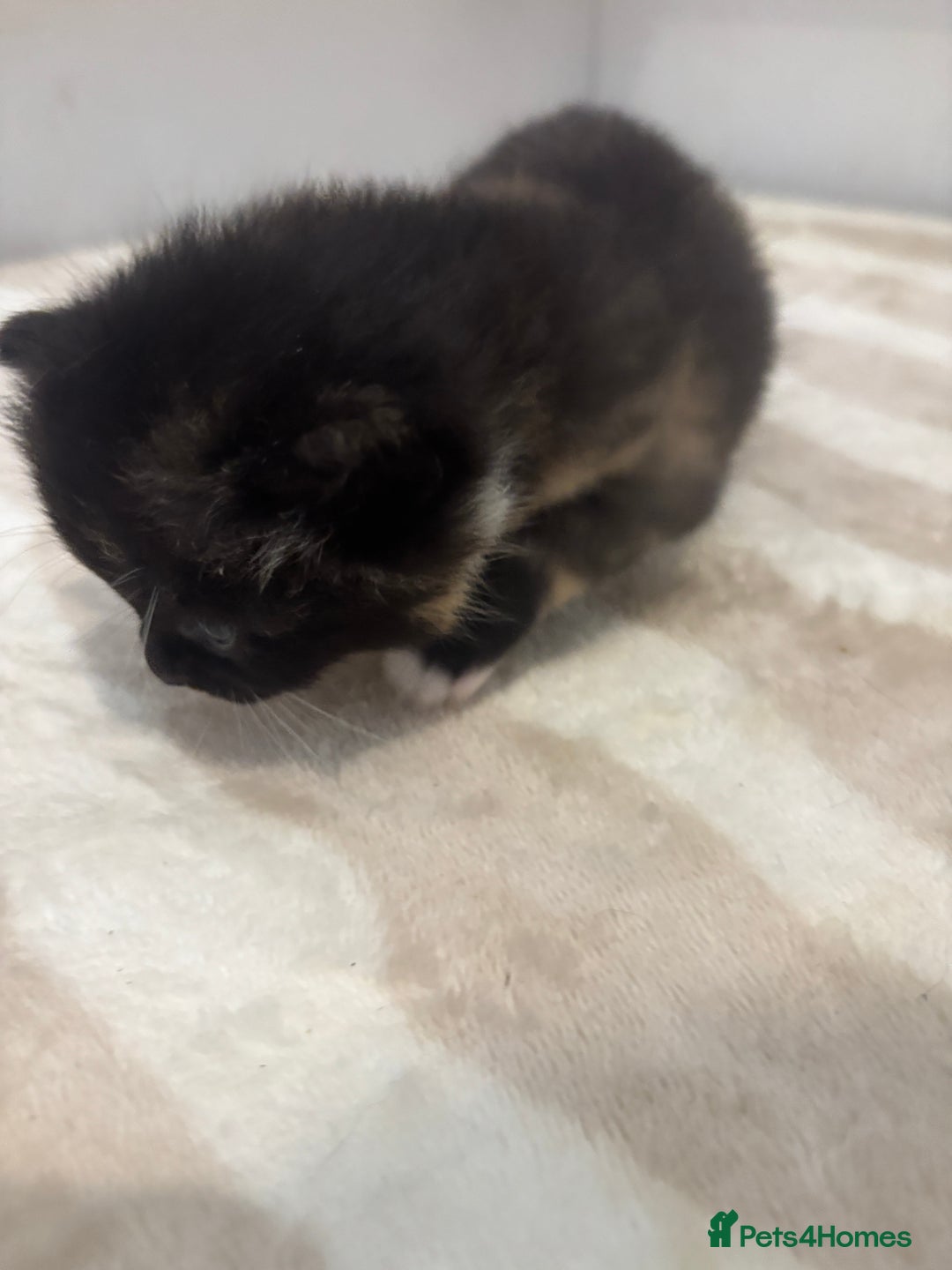 British Shorthair cats for sale: X2 female British shorthaired cross kittens - Image 6