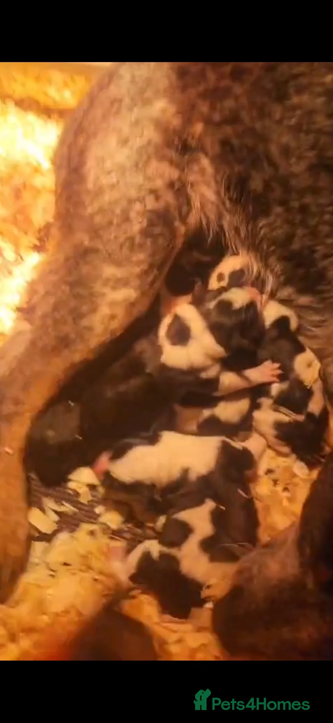 Mixed Breed dogs for sale: AUSTRALIAN CATTLE DOG X COLLIE PUPPIES - Advert 25