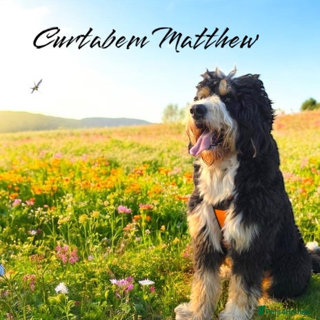 Bernedoodle dogs in Barnstaple - Advert 4