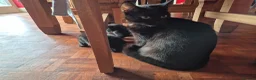 Mixed Breed cats for sale: Kittens for Sale - Advert 2