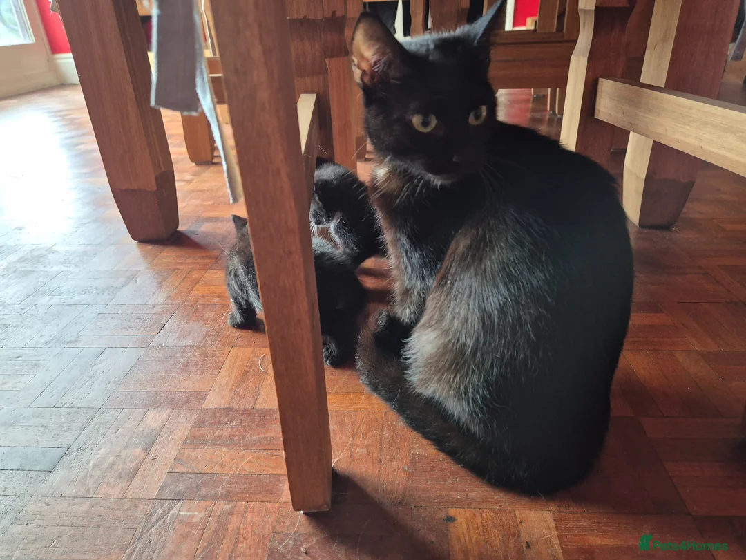 Mixed Breed cats for sale: Kittens for Sale - Advert 2