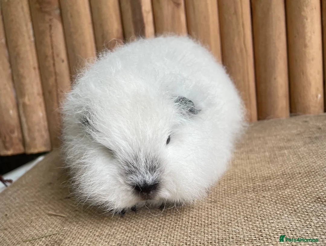 Guinea Pig rodents for sale: Swiss teddy baby sow  - Advert 2