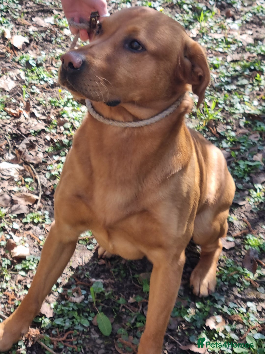 Labrador Retriever dogs for stud: KC REGISTERED FOX RED LABRADOR FOR STUD - Advert 2