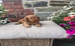 Cockapoo dogs for sale: Beautiful Toy F1 Cockapoo Puppies for sale - Image 10