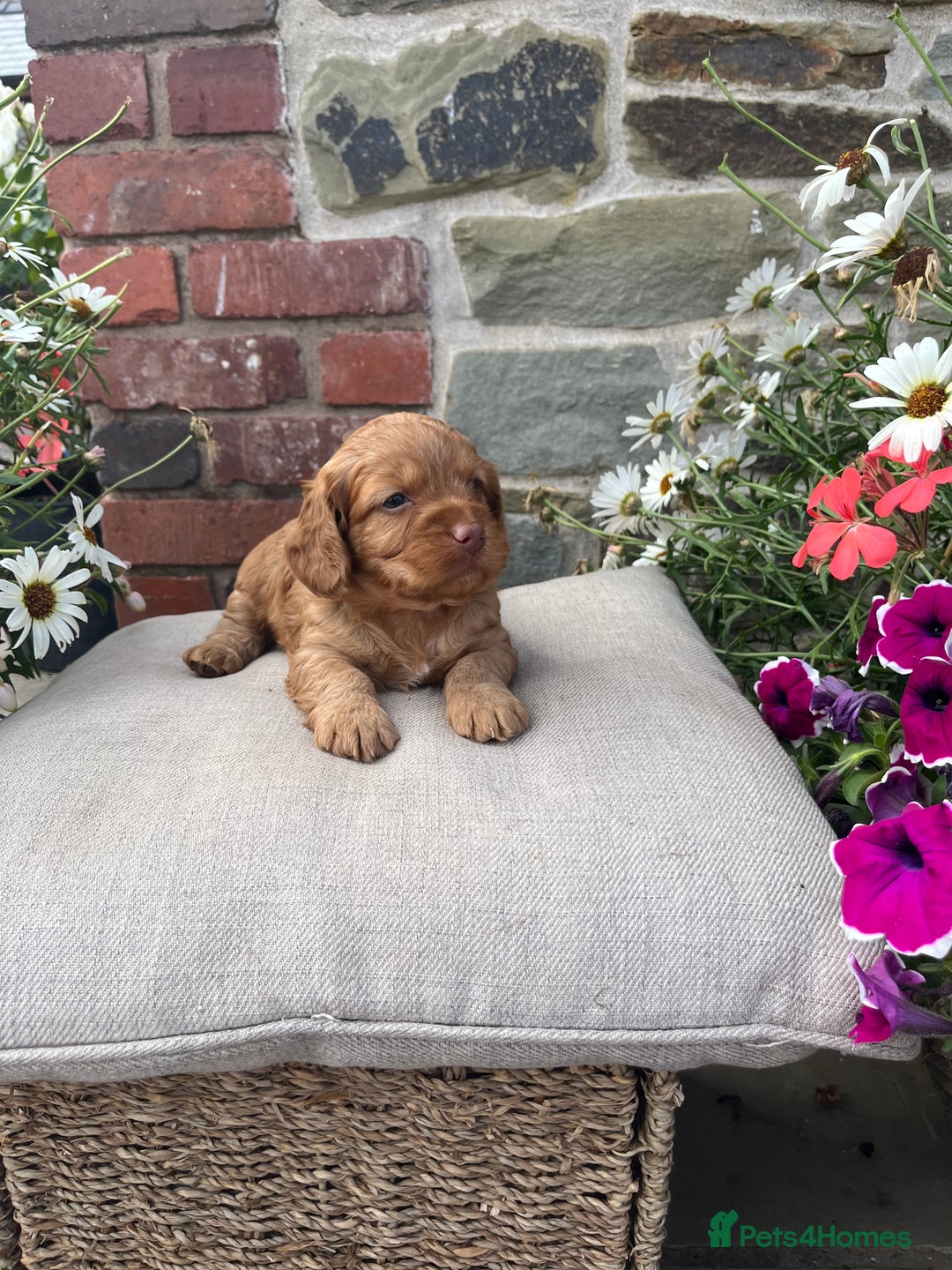 Cockapoo dogs for sale: Beautiful Toy F1 Cockapoo Puppies for sale - Image 10