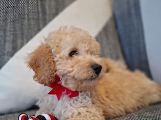 Cavapoo dogs Beautiful f1b Cavapoo puppies - Advert 15