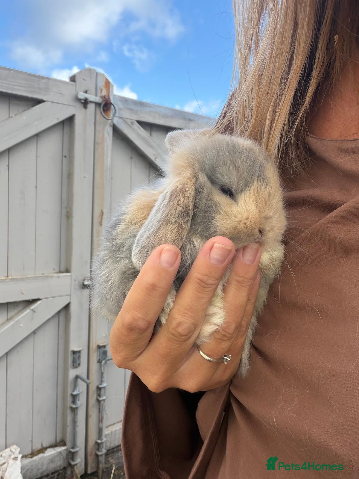 Mini Lop rabbits 1 purebred bluefawn harlequin doe Avail to reserve - Advert 1