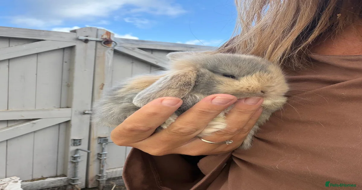 Mini Lop Rabbits for Sale for sale in England | Pets4Homes