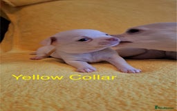 Chihuahua dogs for sale: Beautiful Chihuahua Puppies  - Image 4