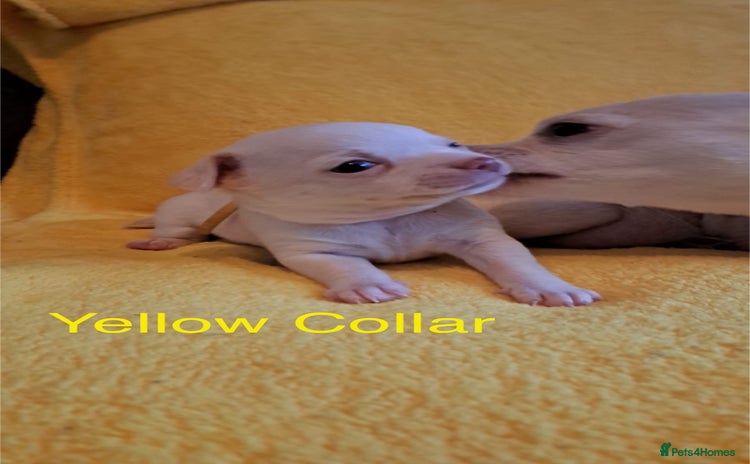 Chihuahua dogs - Advert 2