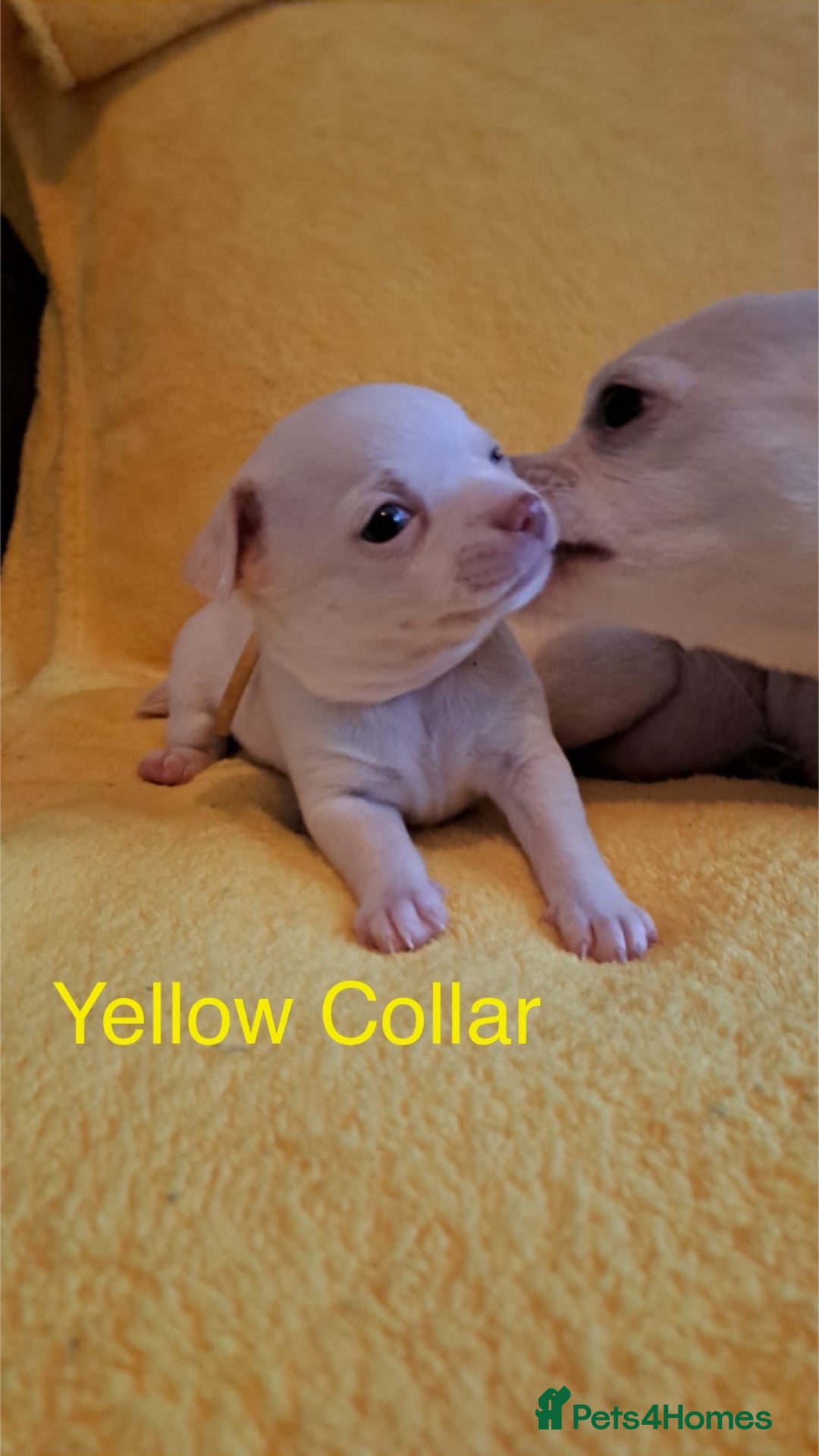 Chihuahua dogs for sale: Beautiful Chihuahua Puppies  - Image 4