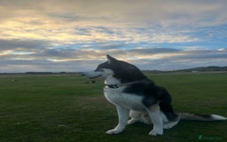 Siberian Husky dogs for sale: Summer  - Image 1