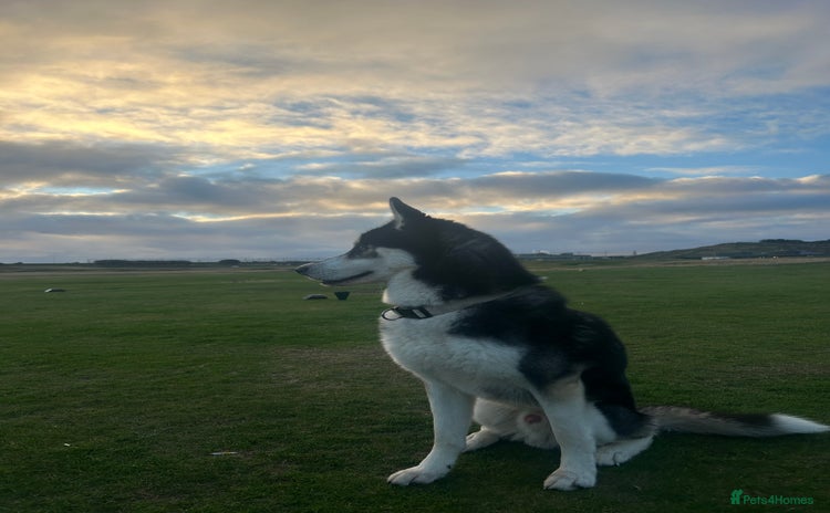 Siberian Husky dogs - Advert 1