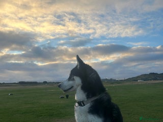 Siberian Husky dogs - Advert 34