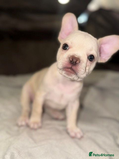 French Bulldog dogs ONLY 3 LEFT! Beautiful KC Reg French Bulldog Pups - Advert 11