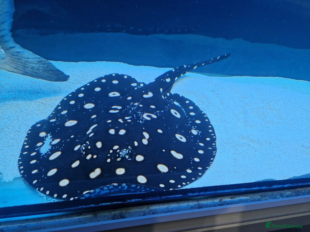 Other/Mixed Breed fish for sale: Sting ray - Advert 2