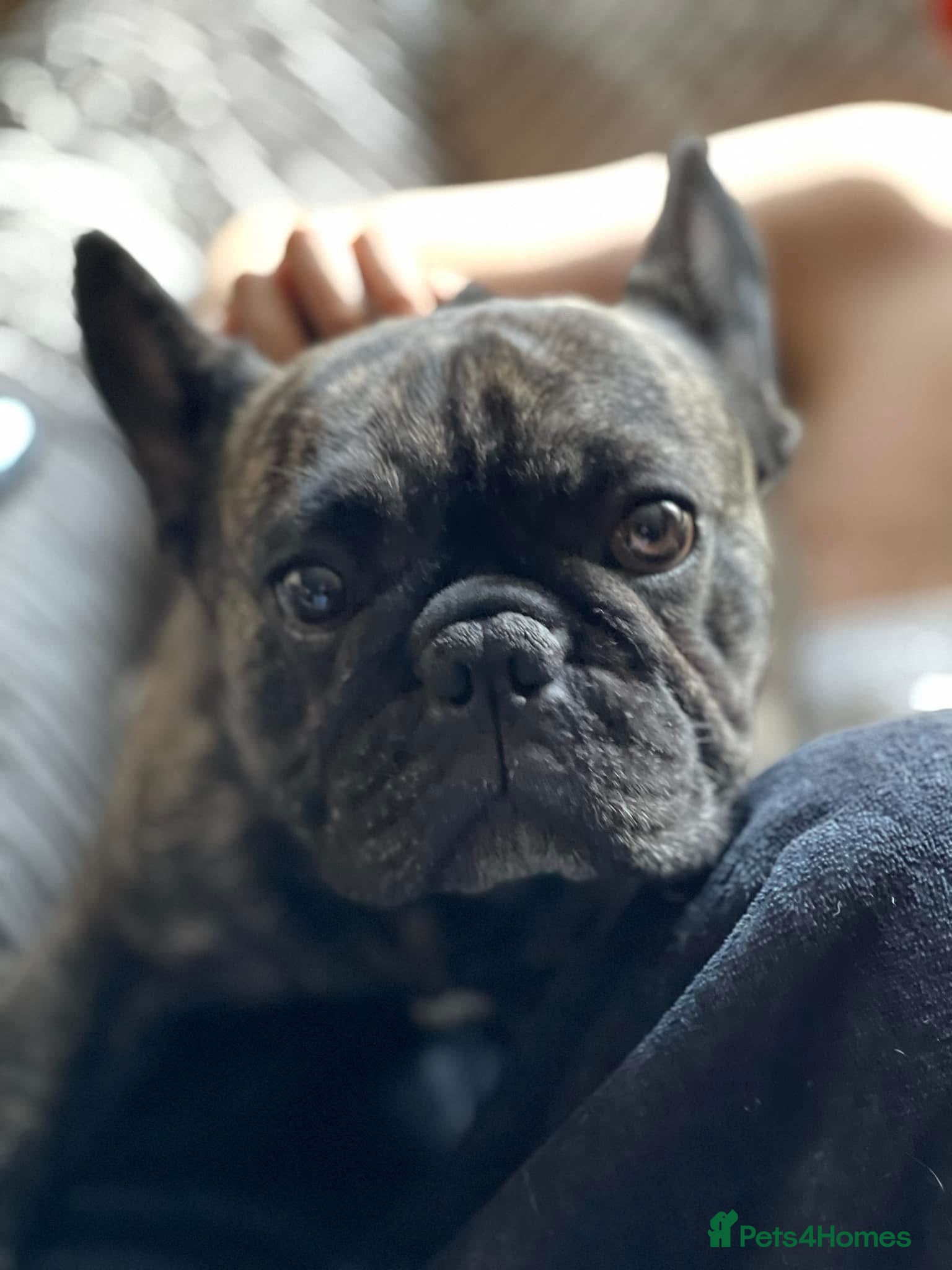 French Bulldog dogs 5-Year-Old French Bulldog  - Advert 13