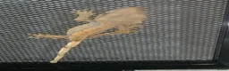 Mixed Breed reptiles for sale: Crested geckos for sale - Advert 1