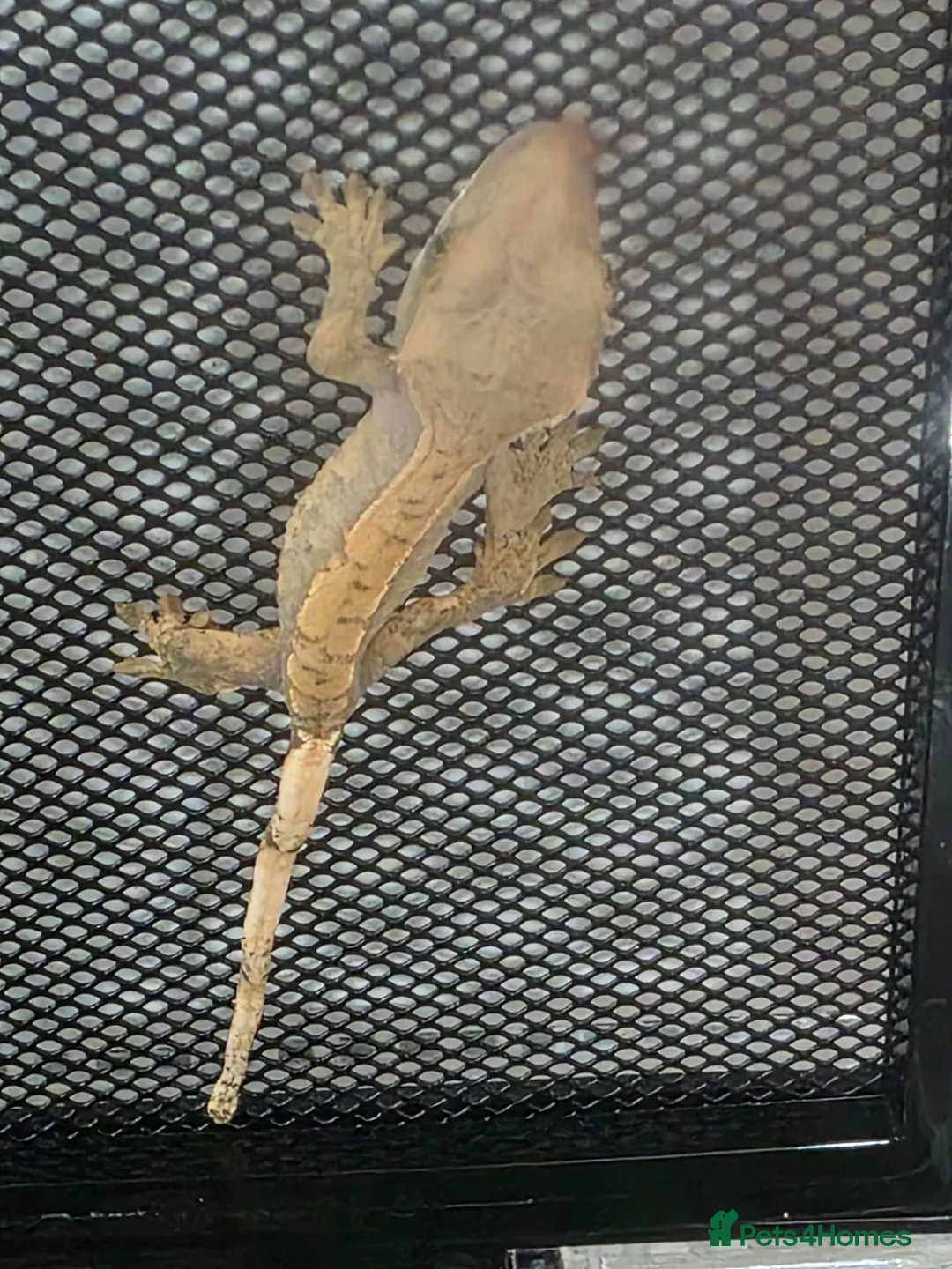 Mixed Breed reptiles for sale: Crested geckos for sale - Advert 1