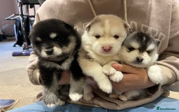 Pomsky dogs for sale: Pomsky puppies  - Image 11