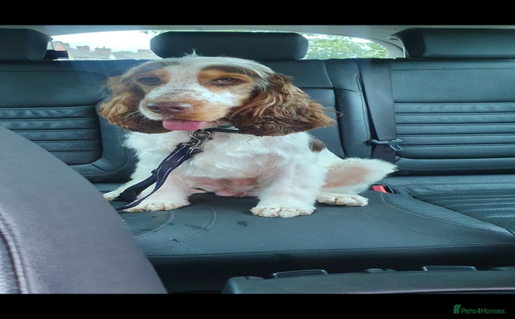 Cocker Spaniel dogs - Advert 1