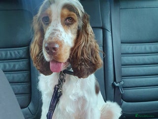 Cocker Spaniel dogs Show cocker Chocolate Roan stud - Advert 14