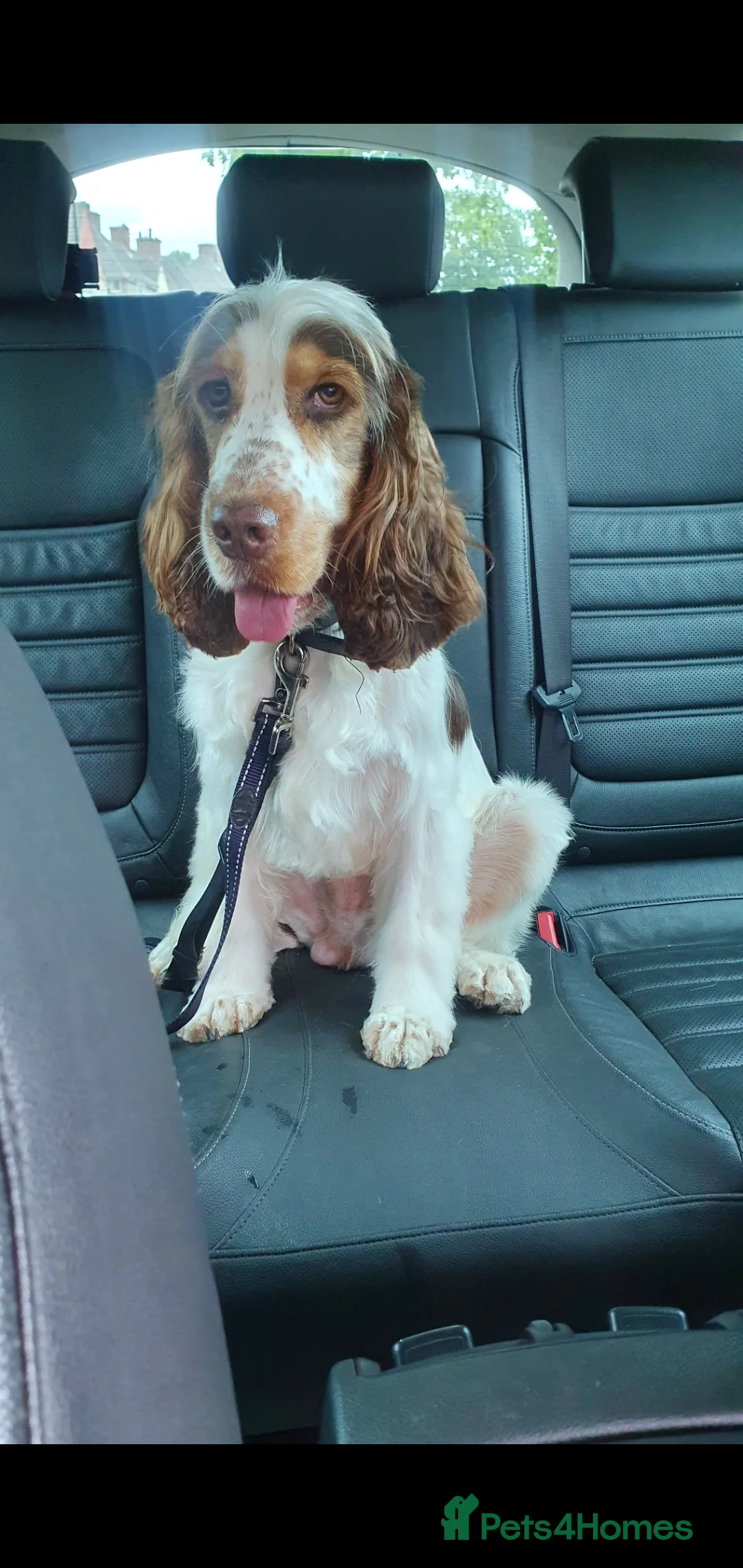 Cocker Spaniel dogs for stud: Show cocker Chocolate Roan stud - Advert 2