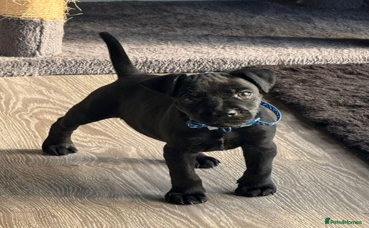 Patterdale Terrier dogs - Advert 8